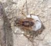 Scytodes velutina
